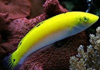 Halichoeres trispilus