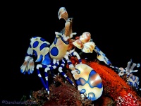 Harlequin shrimp