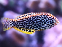 Macropharyngodon meleagris