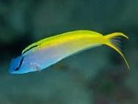 Meiacanthus atrodorsalis