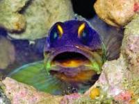 Opistognathus randallii