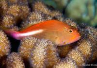 Paracirrithes arcatus