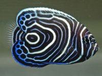 Pomacanthus Imperador