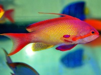 Pseudanthias-squamipinnis M