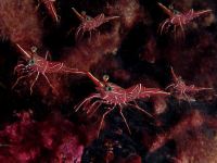 Rhychocinetes durbanensis