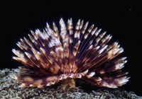 Sabellastarte indica