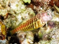 Salarias segmentatus