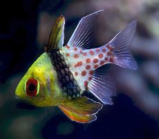 Sphaeramia nematoptera