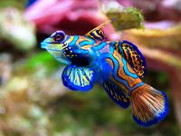 Synchiropus splendidus