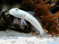 Valenciennea sexguttata