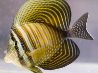 Zebrasoma desjardini