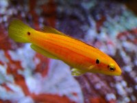 bodianus bimaculatus