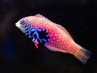 macropharyngodon bipartitus