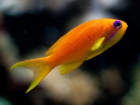 pseudanthias squamipinnis