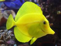 zebrasoma flavescens