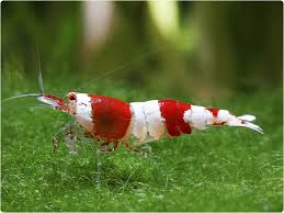 Caridina Crystal red