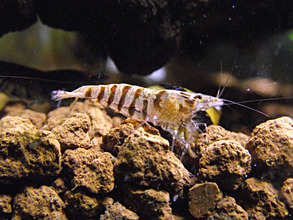 Caridina babaulti stripes