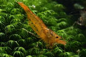 Caridina serrata Tangerine tiger