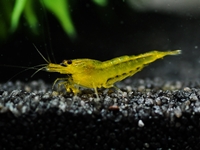Neocaridina yellow king kong