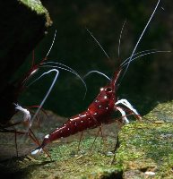 caridina dennerli cardinal