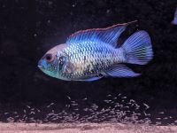 Andinocara neon blue