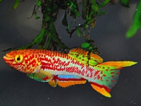 Aphyosemion gardneri