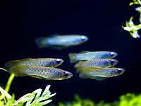 Apocheilichthys normani