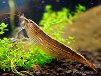 Atyopsis moluccensis