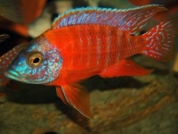 Aulunocara rubescens