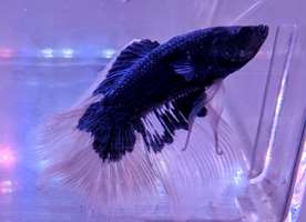 Betta HM buterfly