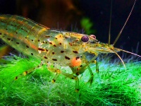 Caridina japonica