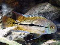 Cichlasoma nicaraguensis