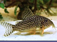 Corydoras Sterbai