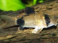 Corydoras panda