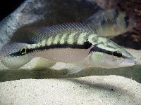 Crenicichla lepidota