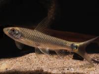 Crossocheilus recticulatus