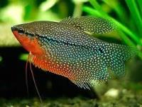 Gourami perola