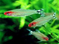 Hemigrammus rhodostomus