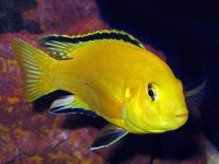 Labidochromis caeruleus