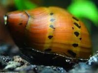 Neritina red spotted