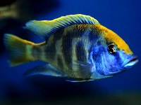 Nimbochromis venustus