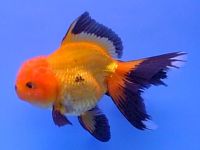 Oranda 2