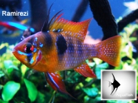 Papilchromis ramirezi