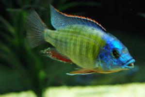 Protomelas fenestratus