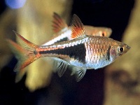 Rasbora heteromorpha
