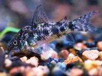 corydoras paleatus