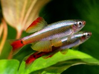 tanichthys albonubes