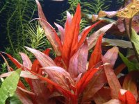 Alternanthera rosaefolia