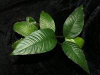 Anubias heterophylla