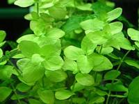 Bacopa australis